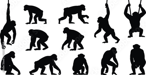 Collection of Black Silhouettes of Chimpanzees in Various Poses on a White Background Keywords: chimpanzee, ape, primate, monkey, silhouette, animal, wildlife, zoo, jungle, nature, mammal