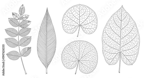 Adobe Illustrator Detailed black and white line art illustration displays a variety of distinct botanical leaf structures showcasing intricate venation patterns perfect for educational diagrams.Detail