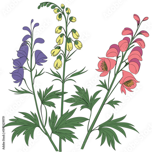  aconitum napellus colorful on white background