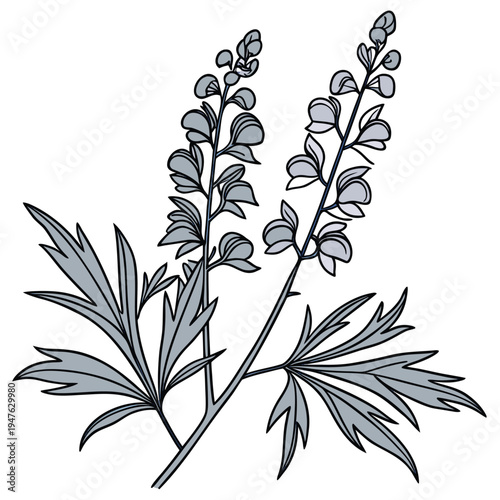  aconitum napellus with leaves