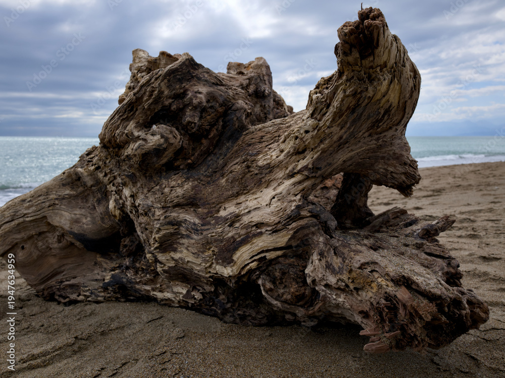 Fototapeta premium natural driftwood log lying on a beautiful coast