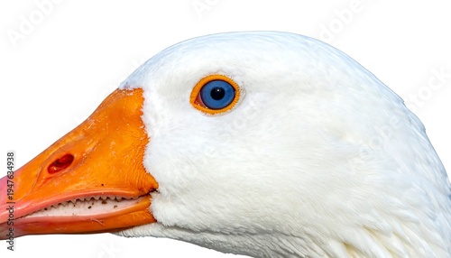 A close-up portrait of a goose's head featuring bright orange beak, striking blue eye, and pristine white feathers