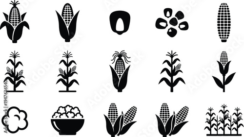 Maize plant growth stages and corn cob icons collection