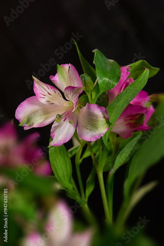 Spring, aesthetic and pink flowers in studio with floral bouquet, natural decoration and blossom. Closeup, Peruvian lily and plants with vibrant color, leaves and botany growth on black background.