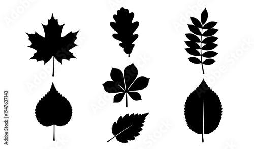Autumn foliage leaf silhouettes black botanical vector illustration