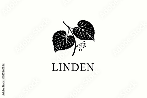 A delicate illustration of linden leaves and berries with text