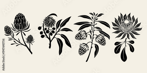 Black and white botanical illustration featuring protea and leucospermum flowers