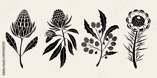 Elegant black and white botanical illustration featuring protea and berry branches
