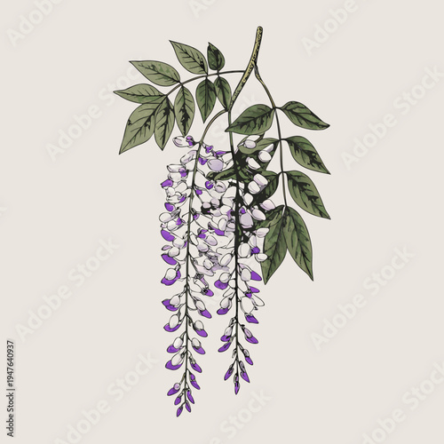 Delicate botanical illustration of cascading wisteria and lush green foliage