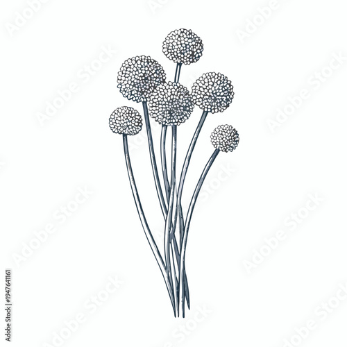 Delicate botanical illustration of allium flowers with slender stems
