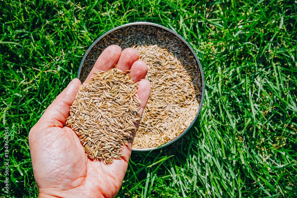 Obraz premium Close-Up View of Hand Holding Grains Above Bowl of Seeds on Fresh Green Grass Background