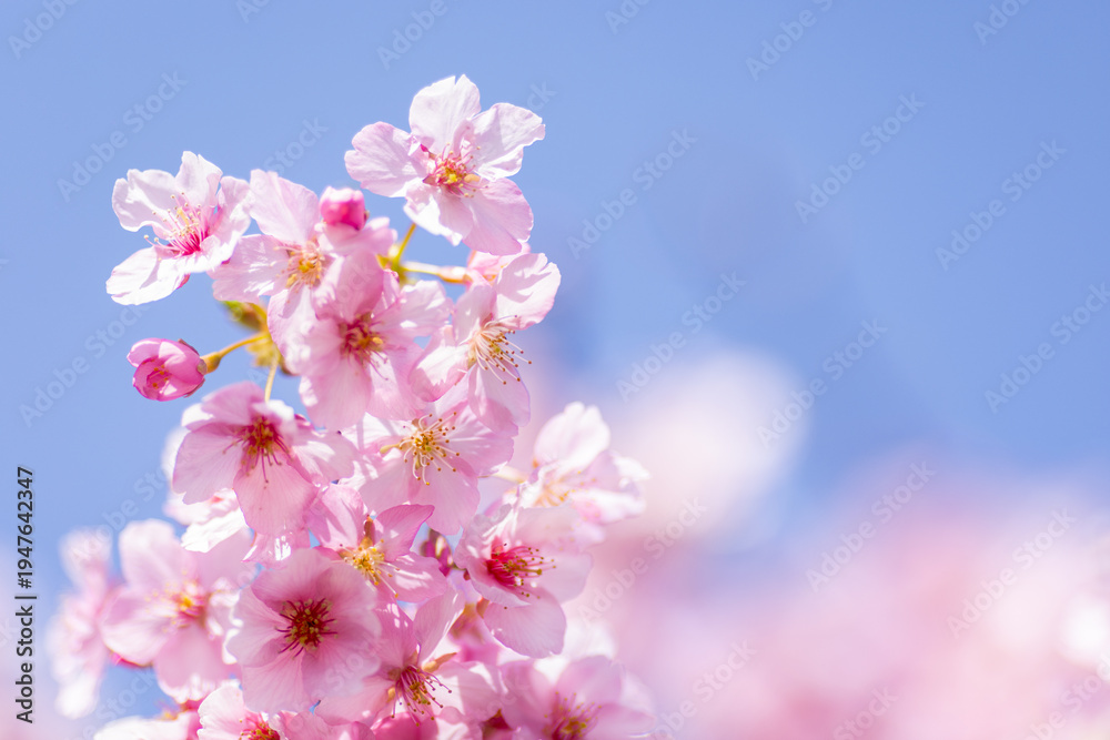 Fototapeta premium 青空に映える満開の河津桜と柔らかな光の玉ボケ