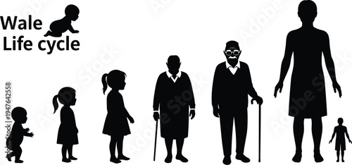 Human Life Cycle Stages Illustration from Infancy to Elderly, Perfect for Educational, Health, and Science Projects