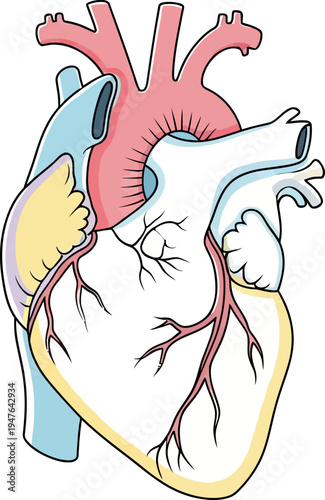 Detailed anatomical illustration of a human heart showing major arteries, veins, and chambers in a colorful diagram.