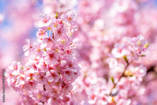 満開の河津桜が咲き誇る春の風景と青空のコントラスト