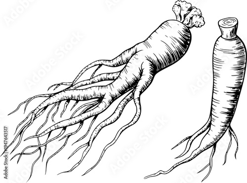 Hand Drawn Black And White Of Ginseng Roots White Background herb medicinal