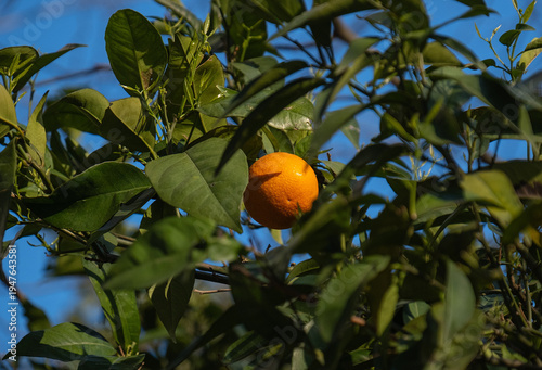 orange tree. Orange fruits among green leaves.