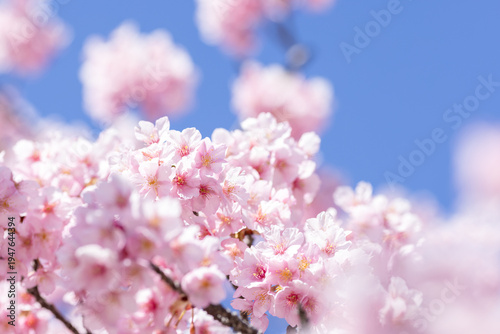 澄み渡る青空に咲き誇る満開の河津桜