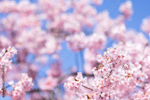 満開の河津桜が画面いっぱいに広がる春の青空