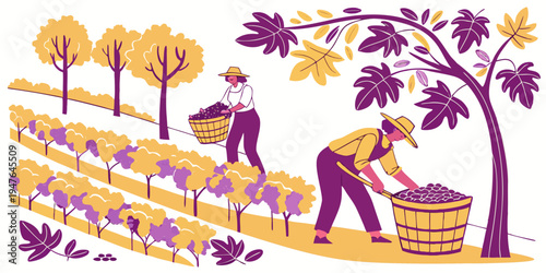 Two workers harvesting grapes in a vineyard Vector