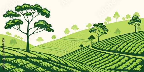 A tree on a hillside overlooking rows of tea plants Vector