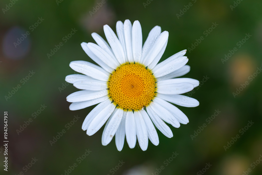 Fototapeta premium Close-up of common daisy, turkish name 
