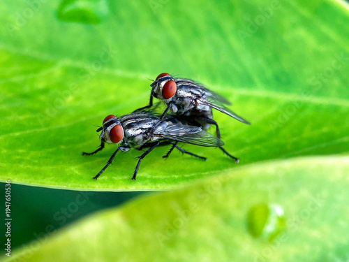 Quadro su tela Close-up of two Flesh Flies (Sarcophagidae) mating on a bright green leaf with water droplets