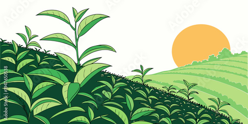 A green tea plantation at sunrise Vector