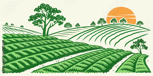 Tea plantation at sunrise with trees and rows of crops Vector