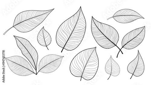 Detailed collection of various tree leaves rendered in a classical black and white engraving or woodcut style for botanical art.