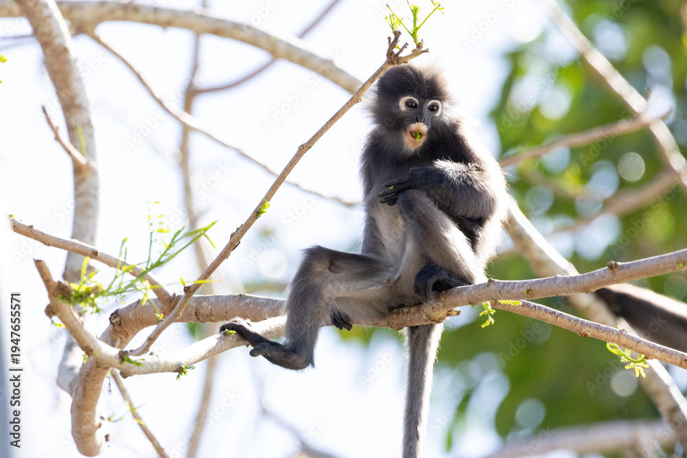 Fototapeta premium Cute Dusky Leaf Monkey, the spectacled langur or the spectacled leaf monkey eating a leaf in Penang hill 