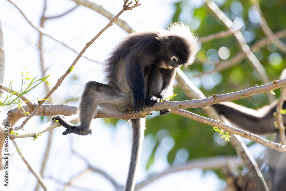 Fototapeta premium Cute Dusky Leaf Monkey, the spectacled langur or the spectacled leaf monkey eating a leaf in Penang hill 