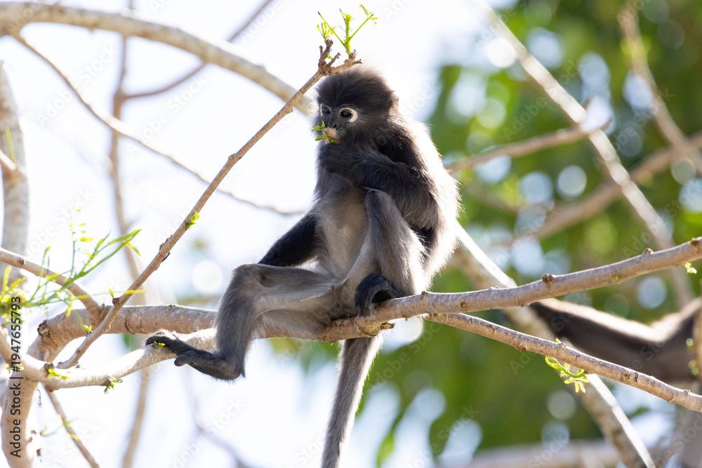 Fototapeta premium Cute Dusky Leaf Monkey, the spectacled langur or the spectacled leaf monkey eating a leaf in Penang hill 