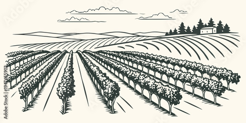 A black and white drawing of a rural landscape with rows of crops Vector