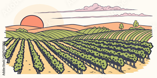 A serene vineyard at sunset with lush green rows Vector