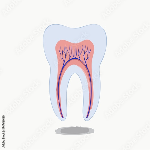 Cross-section illustration of a human tooth revealing internal structures like pulp, nerves, and blood vessels, educational medical diagram