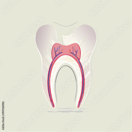 Detailed cross-section illustration of human tooth internal anatomy, showcasing the vital pulp chamber, dentin layers, and root canal system for dental education and oral health understanding