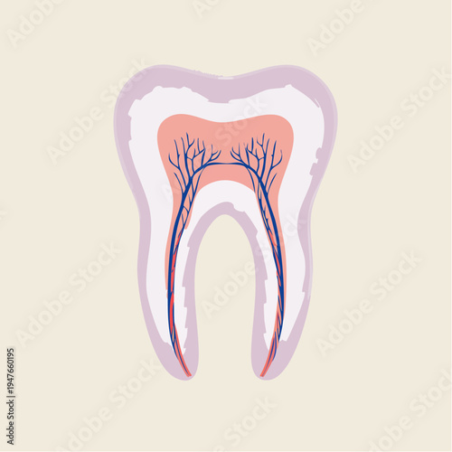 Detailed illustration of the human tooth's internal anatomy, showcasing the intricate structure of enamel, dentin, pulp, and root canals essential for dental health education