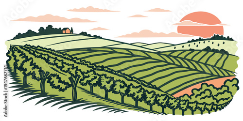 A green vineyard at sunset with rows of grapevines Vector