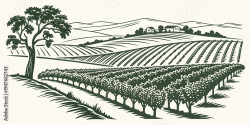 A green illustration of a vineyard with rows of grapevines and a tree Vector