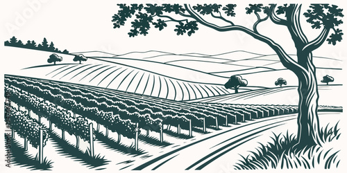 Vineyard landscape with rows of grapevines and a tree Vector