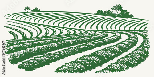 A green field with rows of crops Vector