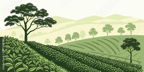 A green tea plantation with trees on rolling hills Vector