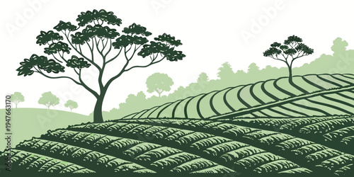 A green tea plantation with trees on a hillside Vector