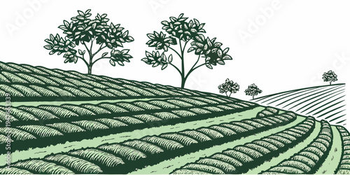 A green tea plantation with trees on a hillside Vector