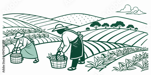 A farmer is picking fruits in the vineyard Vector