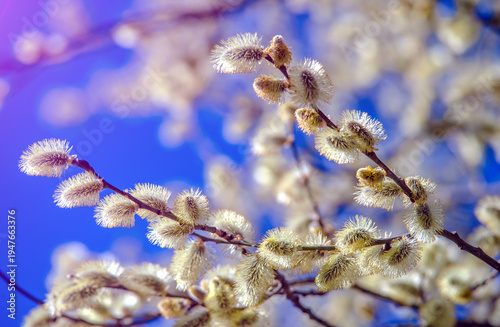 Wallpaper Mural Blossoming willow in the early spring on a background of blue sky
 Torontodigital.ca