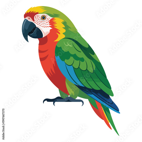 blue and yellow macaw