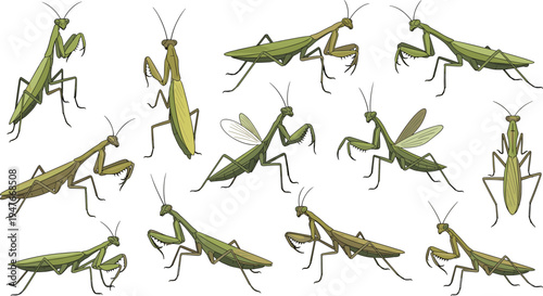 Praying Mantis Vector Illustration Set Featuring Green Mantid Insects in Different Hunting and Crawling Poses for Nature Wildlife Graphics and Entomology Education.