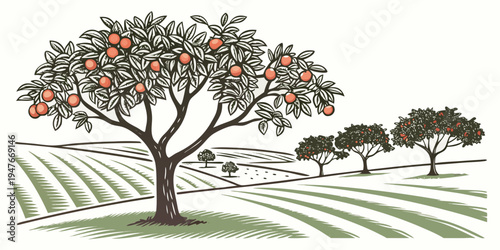 An orange tree with fruit in an orchard Vector